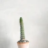 PLANT Eulychnia Castanea spiralis Clearance
