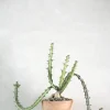 PLANT Euphorbia Knuthii Best