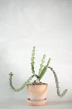 PLANT Euphorbia Knuthii Best