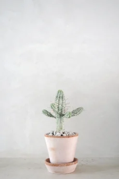 PLANT Euphorbia mammillaris, variegata