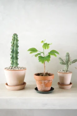 PLANT Euphorbia mammillaris, variegata