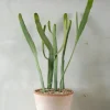 PLANT Euphorbia Xylophyloides Online