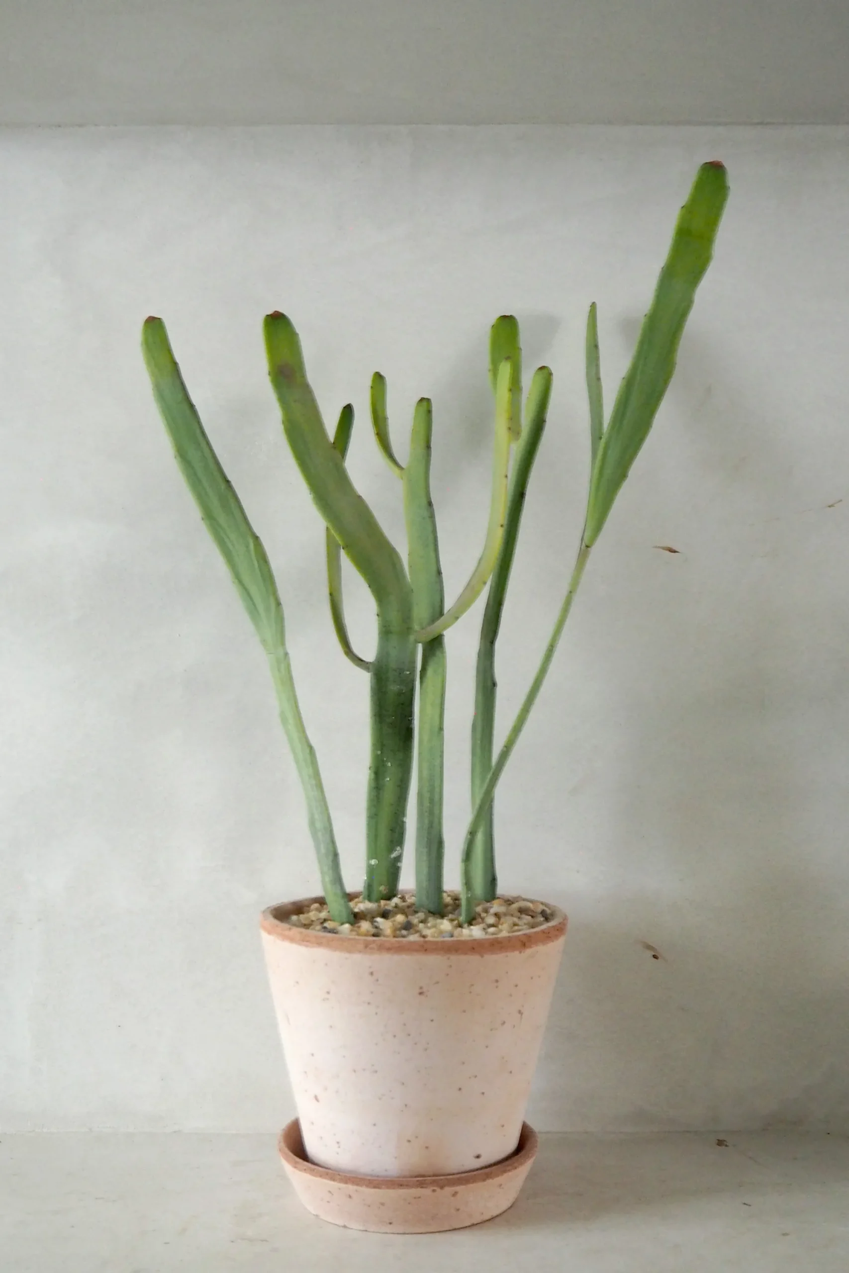 PLANT Euphorbia Xylophyloides Online