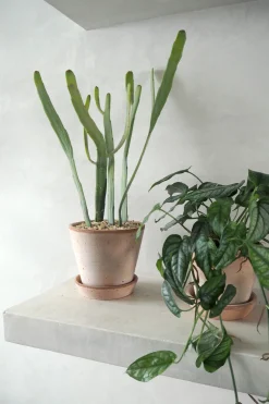 PLANT Euphorbia Xylophyloides Online