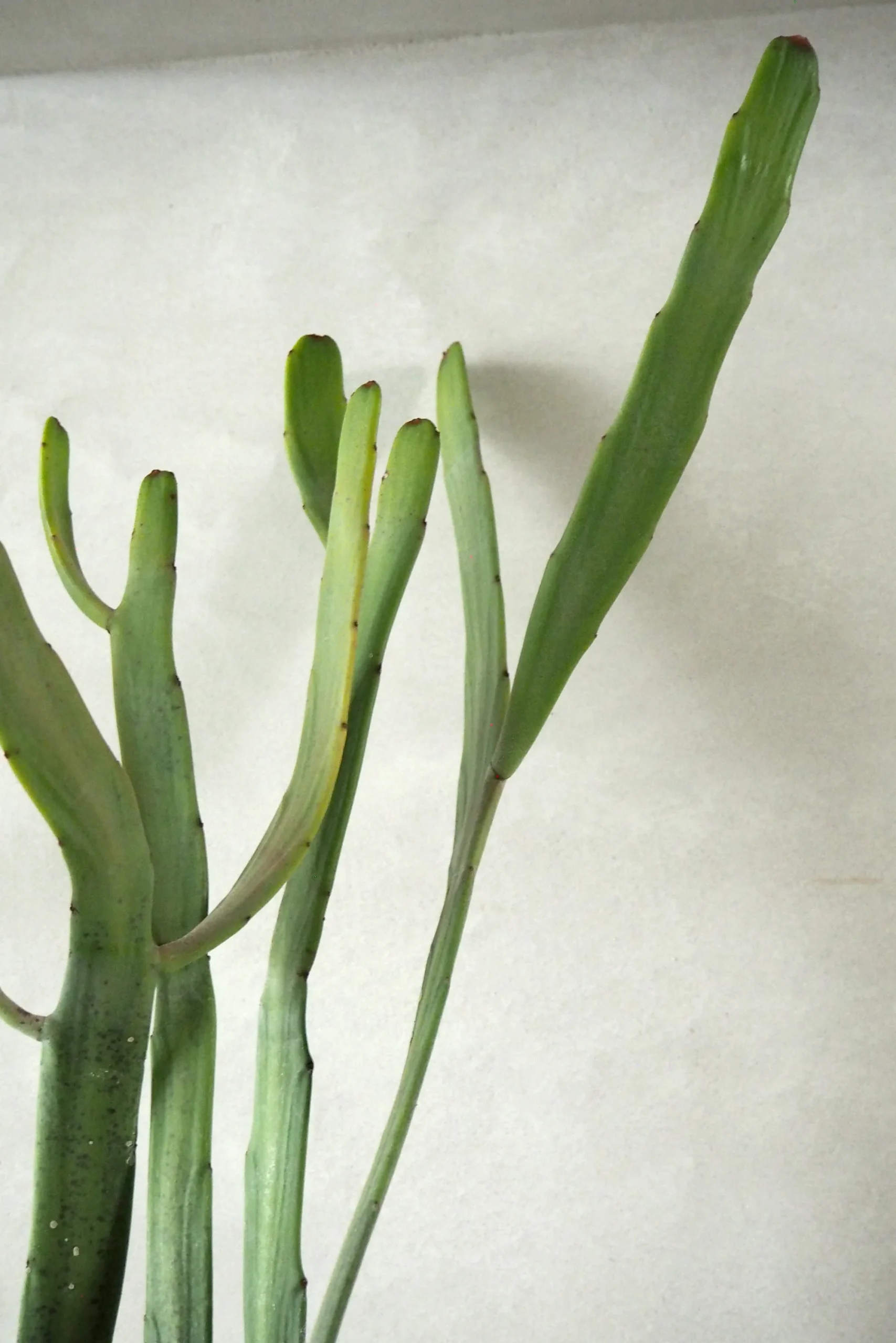 PLANT Euphorbia Xylophyloides Online