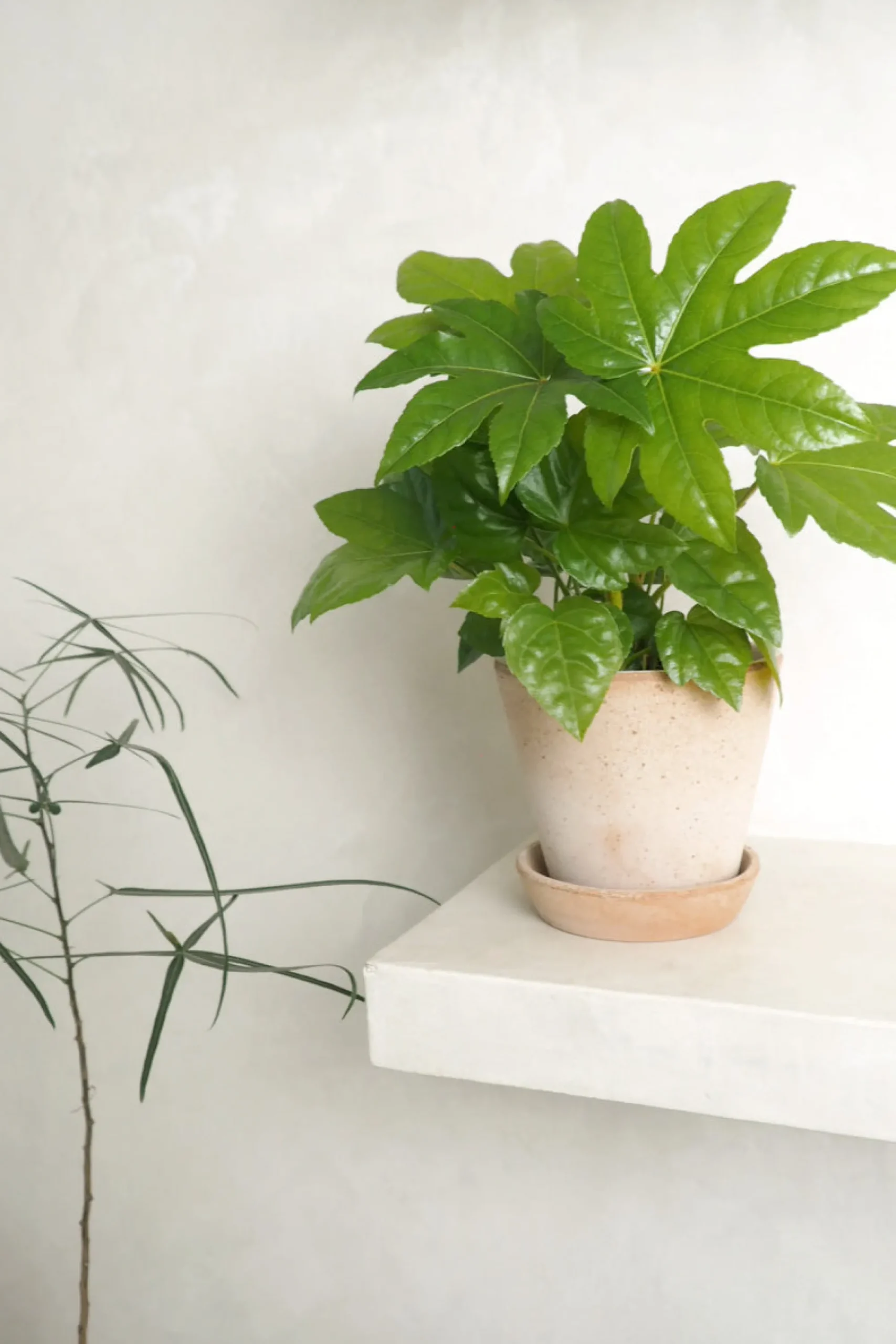 PLANT Fatsia japonica