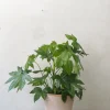 PLANT Fatsia japonica, stor Best