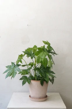 PLANT Fatsia japonica, stor Best