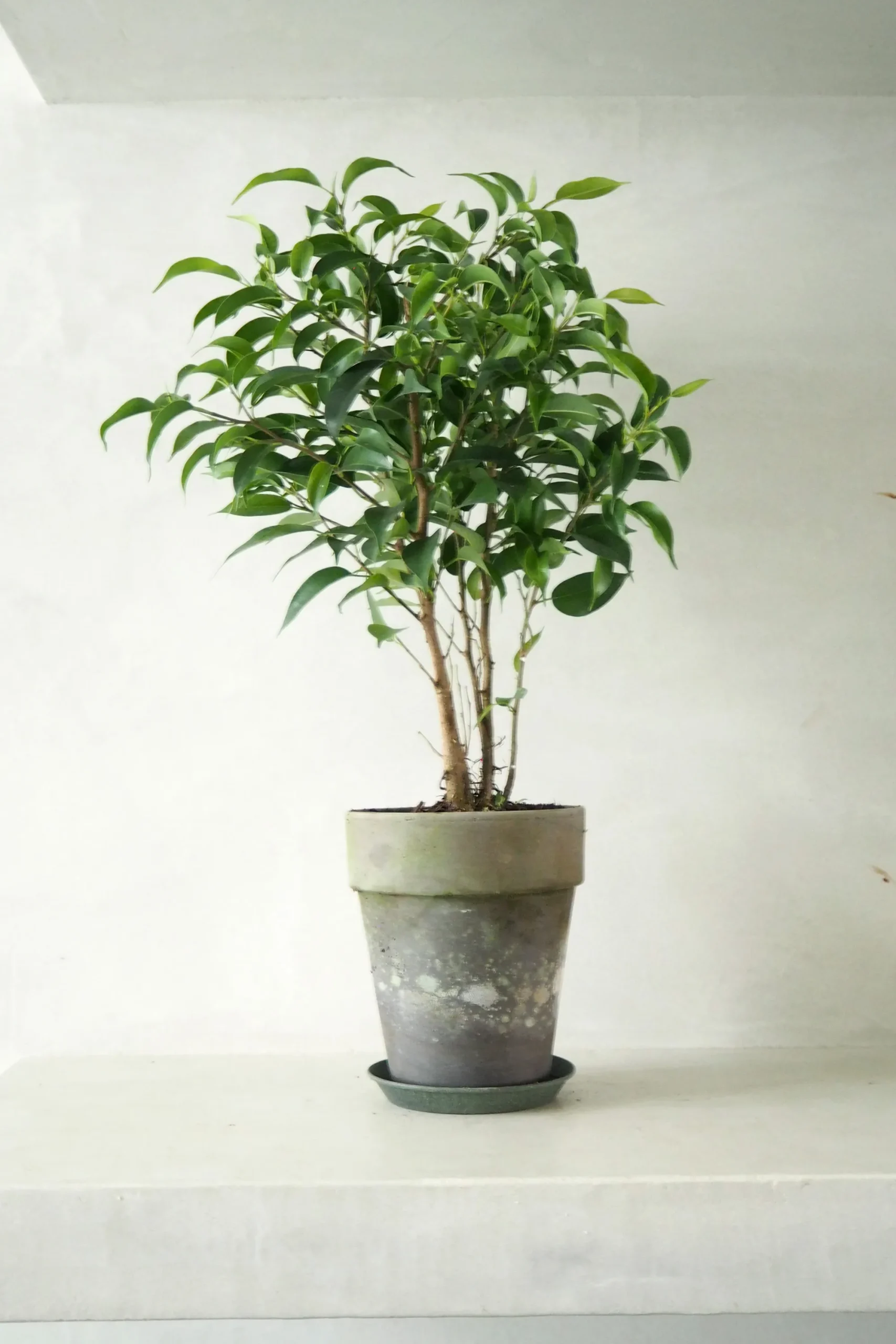 PLANT Ficus benjamina natasja Sale