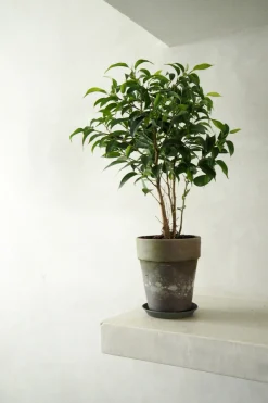 PLANT Ficus benjamina natasja Sale