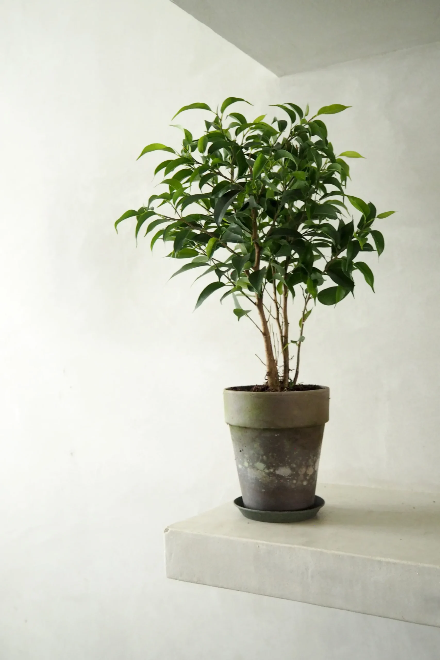 PLANT Ficus benjamina natasja Sale