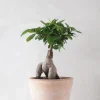 PLANT Ficus Bonsai Ginseng Sale