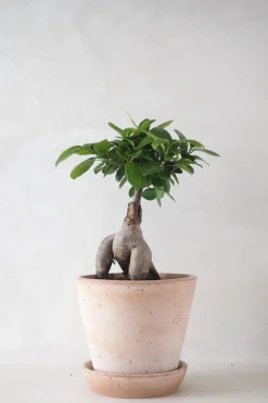 PLANT Ficus Bonsai Ginseng Sale