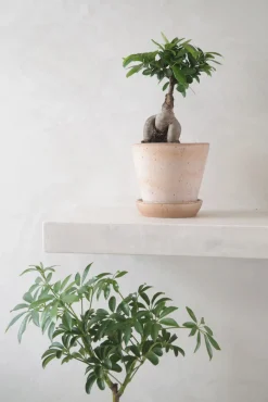 PLANT Ficus Bonsai Ginseng Sale