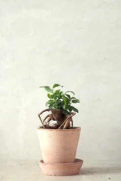 PLANT Ficus Bonsai Ginseng, lille Outlet