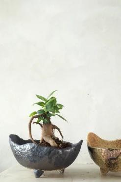 PLANT Ficus Bonsai Ginseng, lille Outlet