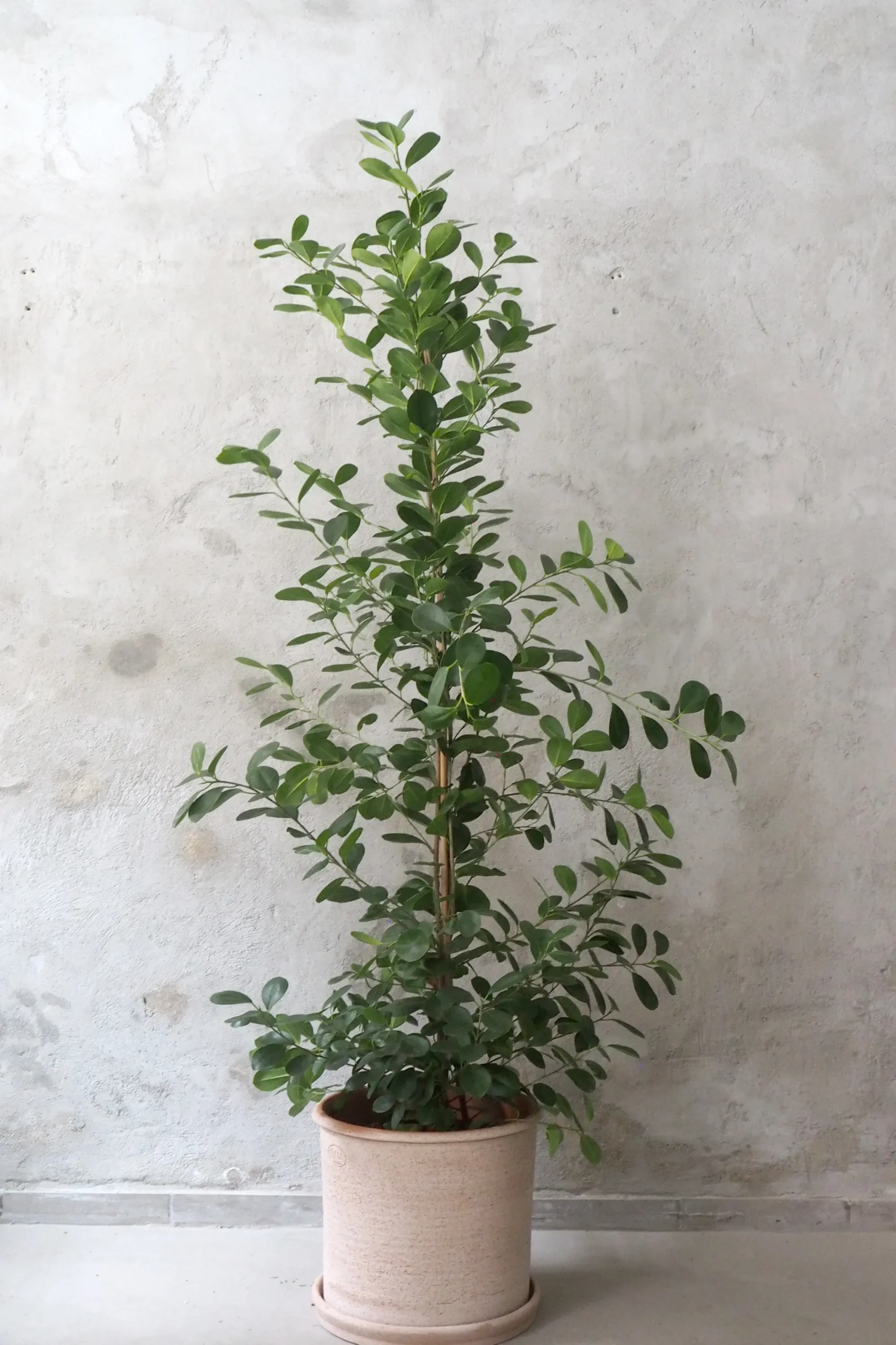 PLANT Ficus microcarpa moclame