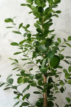 PLANT Ficus microcarpa moclame
