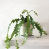 PLANT Fiskebenskaktus Clearance