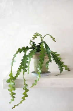 PLANT Fiskebenskaktus Clearance