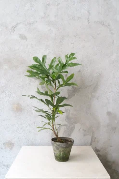 PLANT Flammetræ Clearance