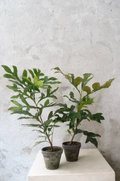 PLANT Flammetræ Clearance