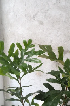 PLANT Flammetræ Clearance