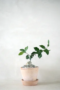 PLANT Fockea Edulis Sale