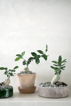 PLANT Fockea Edulis Sale