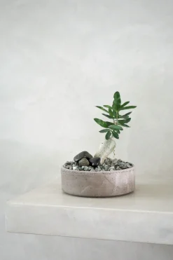 PLANT Fockea Edulis Sale