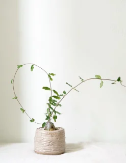 PLANT Fockea Edulis Sale