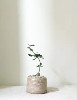 PLANT Fockea Edulis Sale