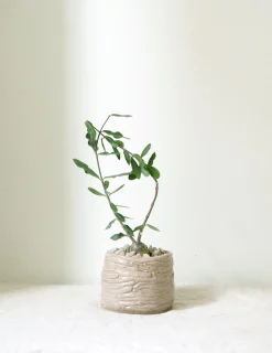 PLANT Fockea Edulis Sale