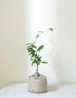 PLANT Fockea Edulis Sale