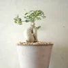 PLANT Fockea Edulis, stor Hot