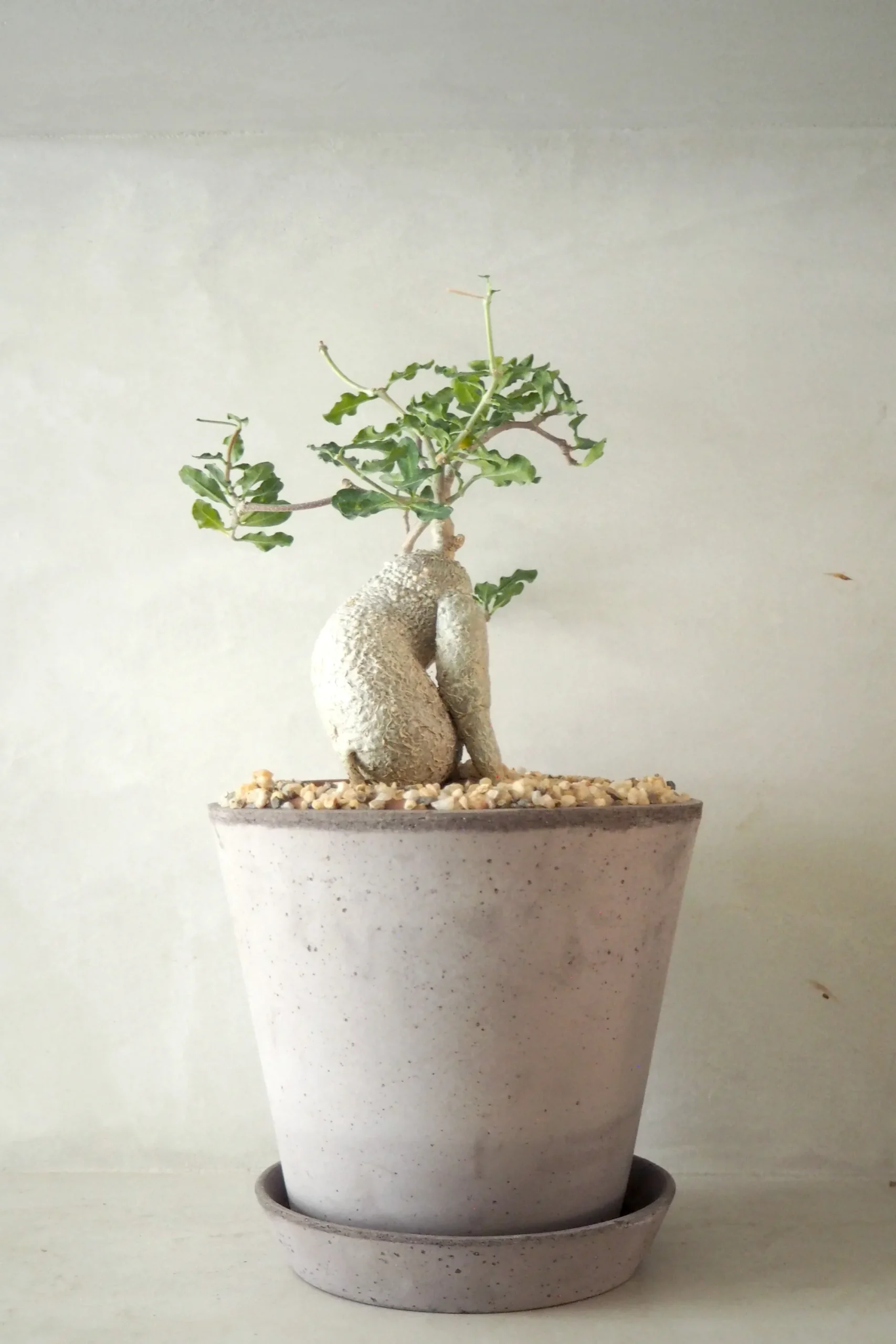 PLANT Fockea Edulis, stor Hot