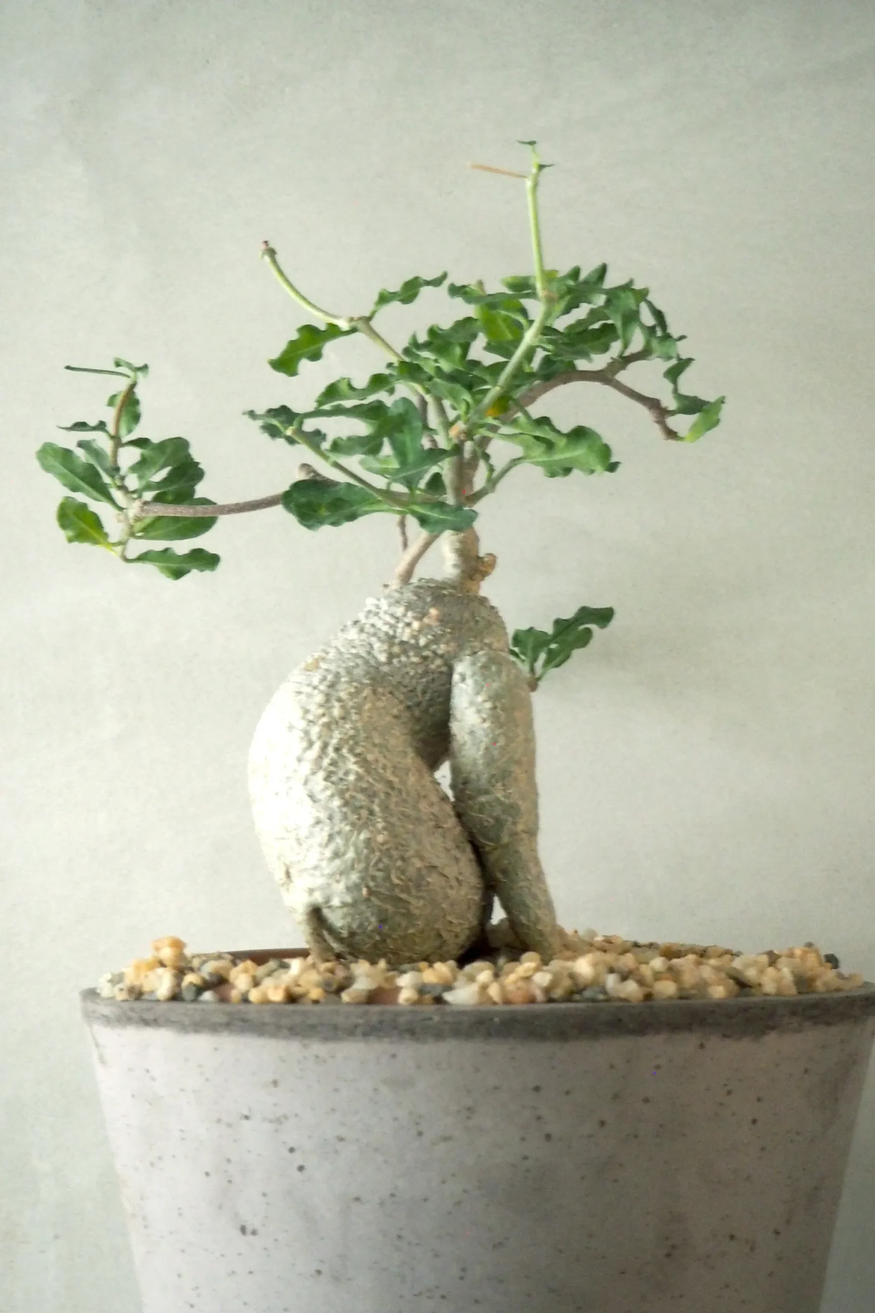 PLANT Fockea Edulis, stor Hot