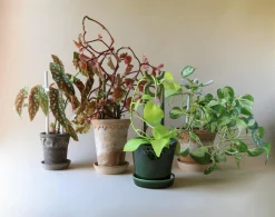 PLANT FOLK oni estøtte, grøn Hot