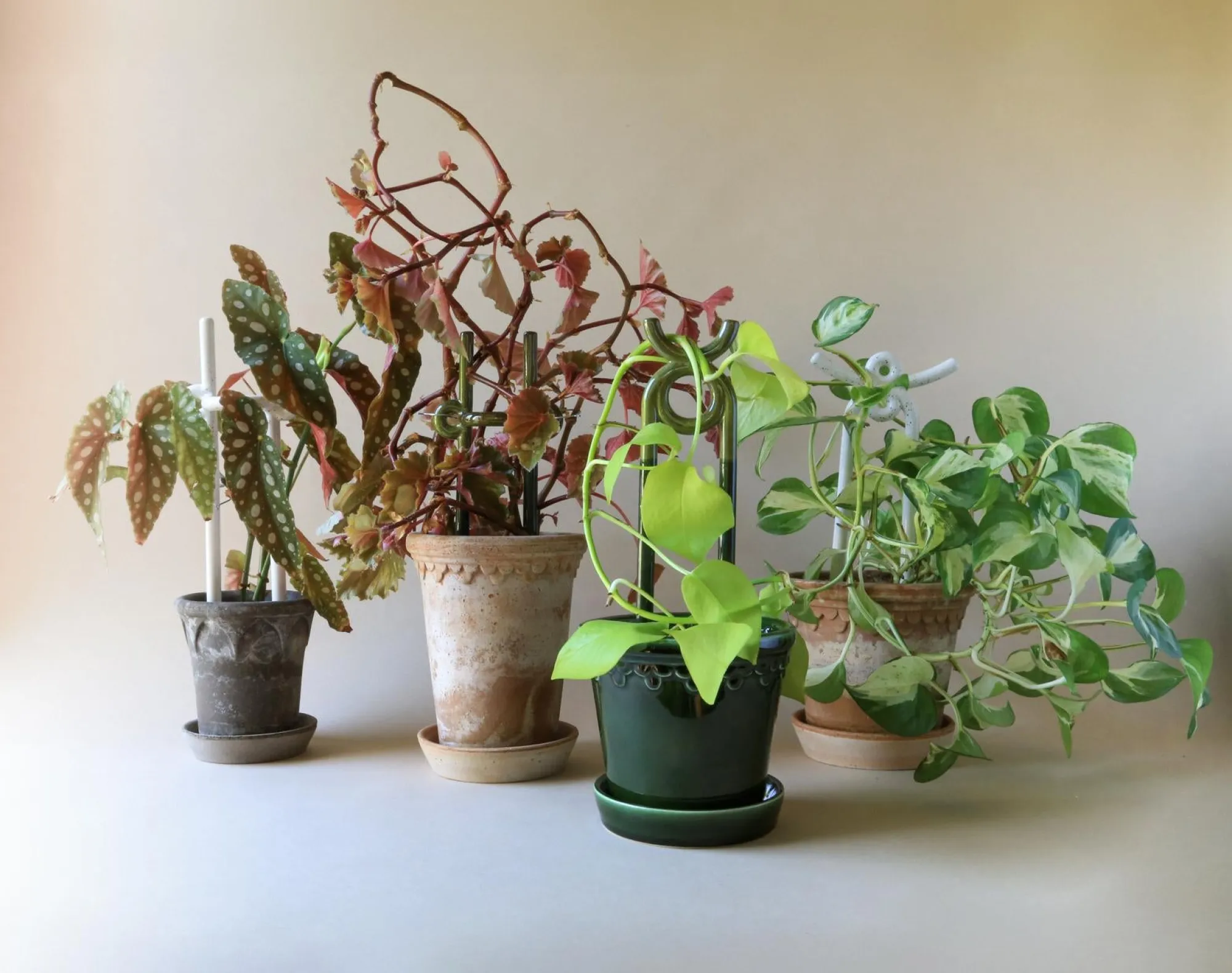 PLANT FOLK oni estøtte, grøn Hot