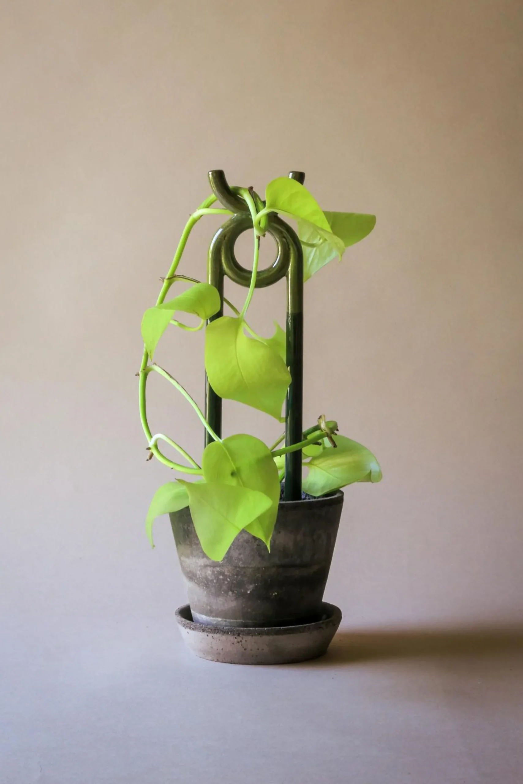 PLANT FOLK oni estøtte, grøn Hot