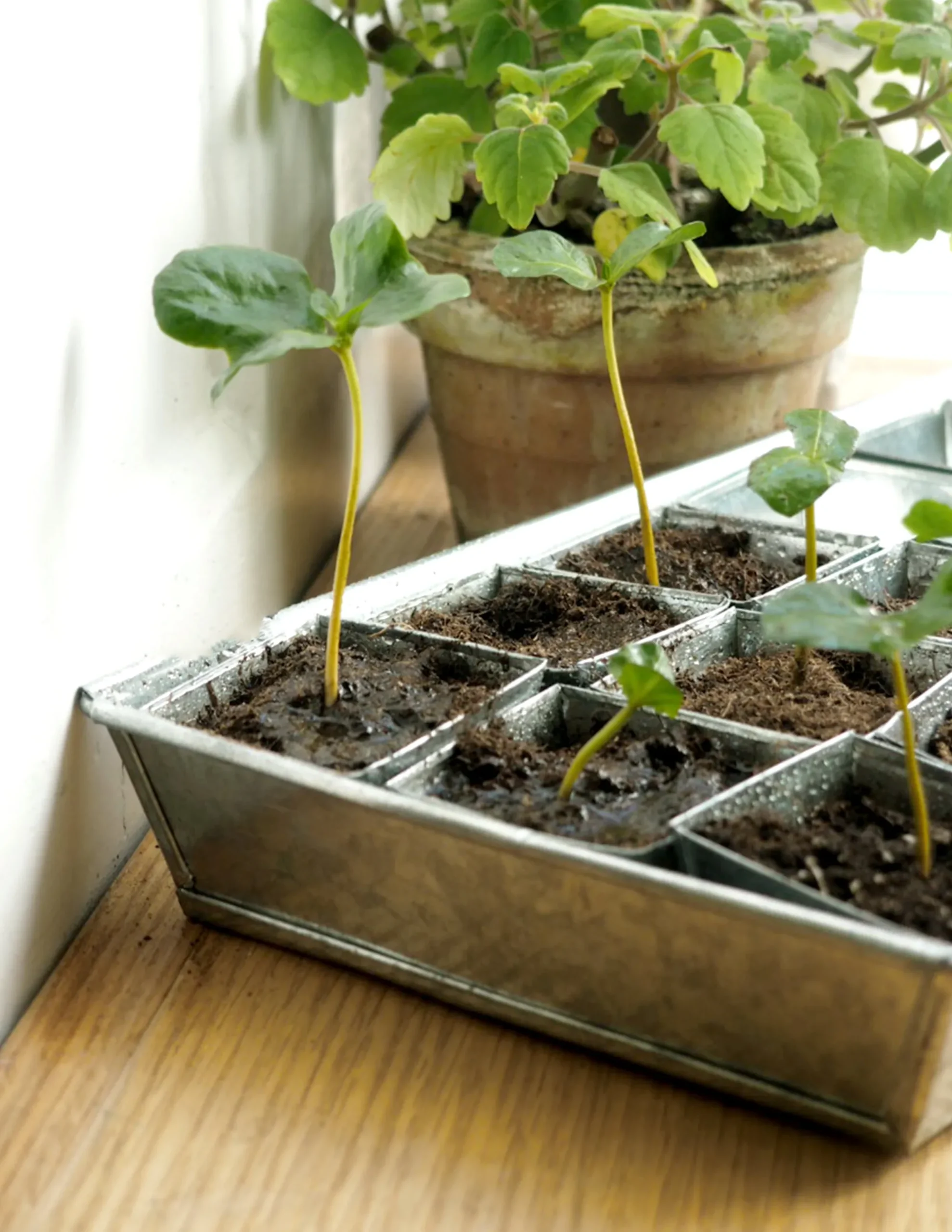 PLANT Forspiringsbakke - W.E.T Seed Pot30 Sale