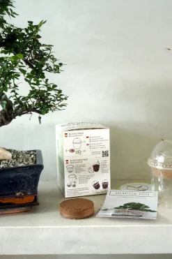 PLANT Frø - Bonsai, DIY kit Online