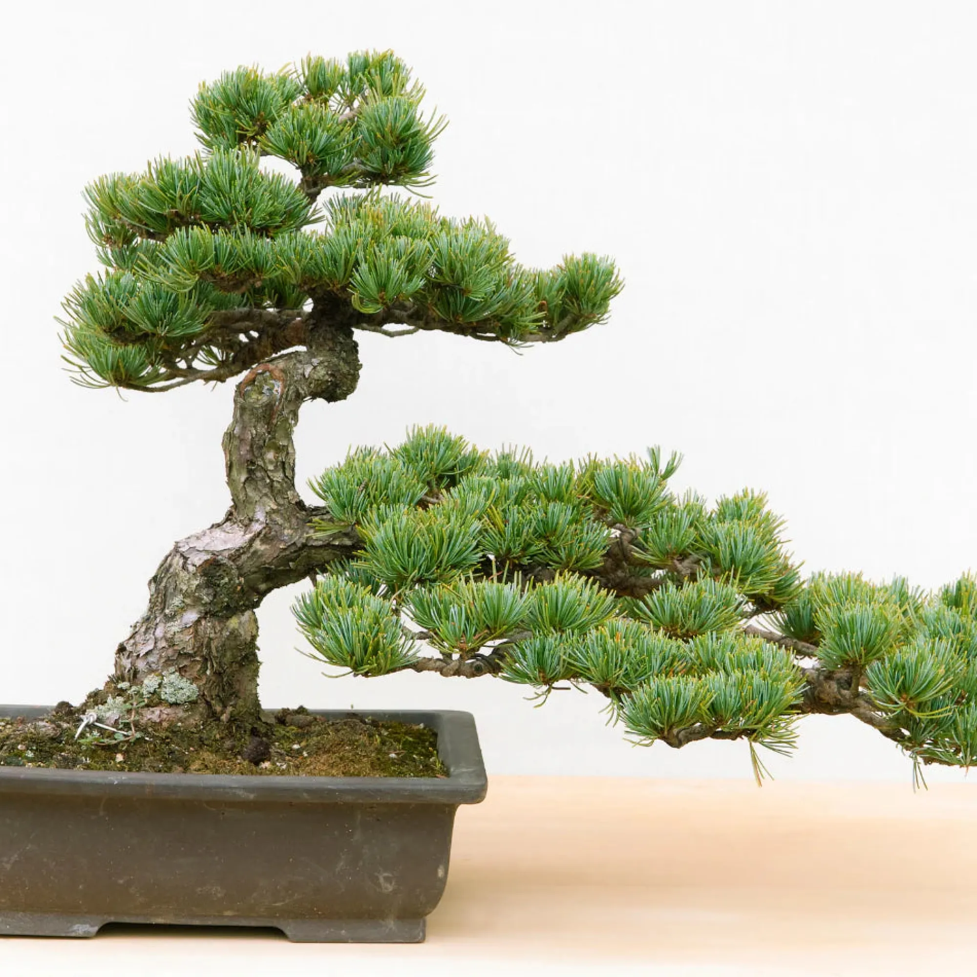 PLANT Frø - Bonsai, DIY kit Online