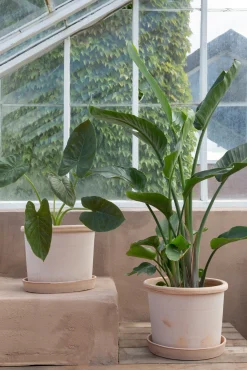 PLANT Galestro gulvkrukke, raw rosa Outlet