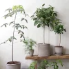 PLANT Gartnerens epakke - Raw Grey Online