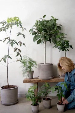 PLANT Gartnerens epakke - Raw Grey Online