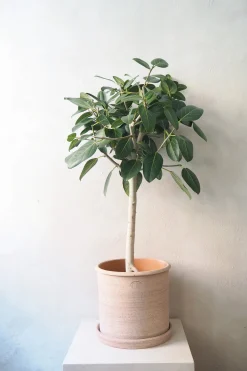 PLANT Gartnerens epakke - Raw Grey Online