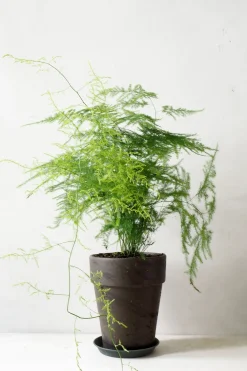 PLANT Gartnerens epakke - Raw Grey Online