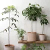 PLANT Gartnerens epakke - Raw rosa Outlet