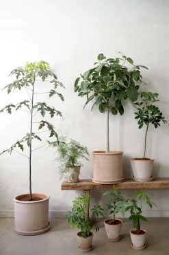 PLANT Gartnerens epakke - Raw rosa Outlet
